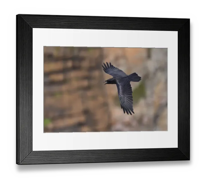 Framed Print : Raven (Corvus corax) calling in flight along cliff face, South Stack RSPB reserve Framed Print : Raven (Corvus corax) calling in flight along cliff face, South Stack RSPB reserve