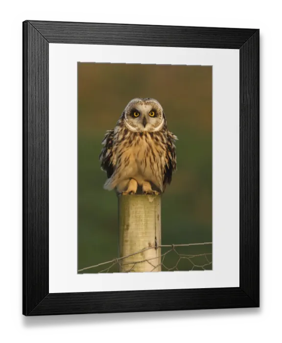 Framed Print : Short eared owl (Asio flammeus) on fence post, South Yorkshire, UK Framed Print : Short eared owl (Asio flammeus) on fence post, South Yorkshire, UK