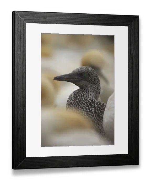 Framed Print : Northern gannet (Morus bassanus) fledgling, Bass Rock, Firth of Forth, Scotland