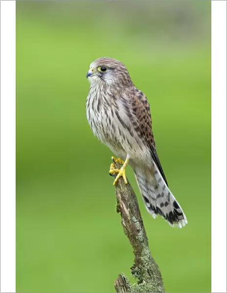 Kestrel (Falco tinnunculus) female perched on lichen covered post, Yorkshire, UK