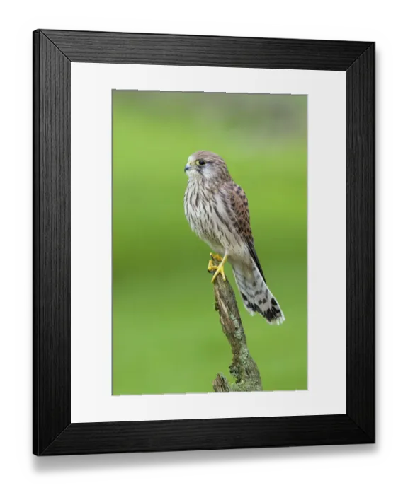 Framed Print : Kestrel (Falco tinnunculus) female perched on lichen covered post, Yorkshire, UK Framed Print : Kestrel (Falco tinnunculus) female perched on lichen covered post, Yorkshire, UK