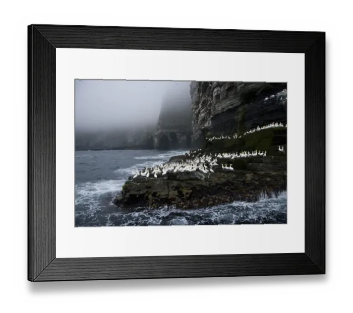 Framed Print : Northern gannets {Morus bassanus} on promontary, Noss Island, Bressay, Shetland Islands Framed Print : Northern gannets {Morus bassanus} on promontary, Noss Island, Bressay, Shetland Islands