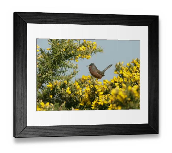 Framed Print : Male Dartford warbler (Sylvia undata) singing on gorse, Dorset, UK, April Framed Print : Male Dartford warbler (Sylvia undata) singing on gorse, Dorset, UK, April