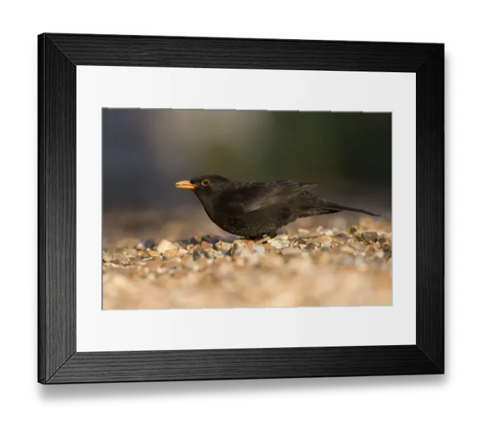 Framed Print : Blackbird (Turdus merula) feeding on ground, Cley, Norfolk, England, January Framed Print : Blackbird (Turdus merula) feeding on ground, Cley, Norfolk, England, January