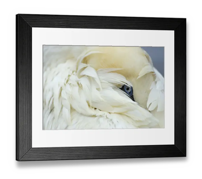Framed Print : Gannet (Morus bassanus) portrait, Shetland Islands, Scotland, UK Framed Print : Gannet (Morus bassanus) portrait, Shetland Islands, Scotland, UK