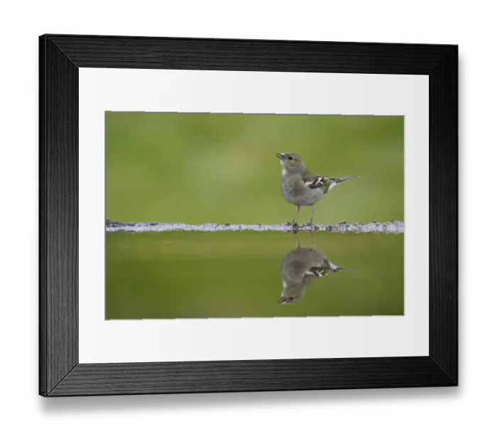 Framed Print : Chaffinch (Fringilla coelebs) female reflected in garden pool, Cairngorms National Park Framed Print : Chaffinch (Fringilla coelebs) female reflected in garden pool, Cairngorms National Park