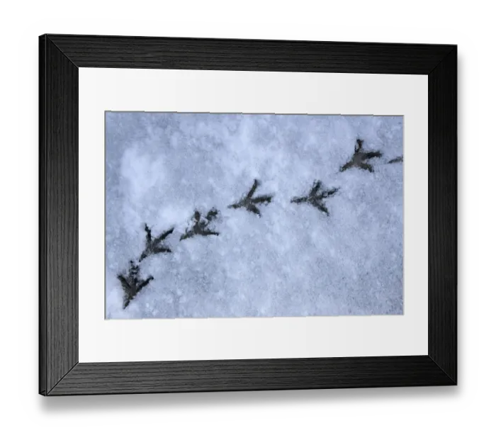 Framed Print : Wood pigeon (Columba palumbus) footprints in snow, Norfolk, England, March Framed Print : Wood pigeon (Columba palumbus) footprints in snow, Norfolk, England, March