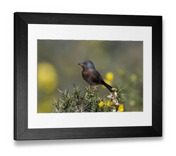 Framed Print : Dartford Warbler (Sylvia undata) perched on Gorse, Surrey, England. UK Framed Print : Dartford Warbler (Sylvia undata) perched on Gorse, Surrey, England. UK