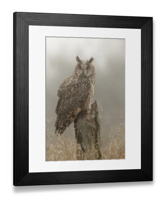 Framed Print : Long-eared owl (Asio otus) on pine tree stump, North Yorkshire, captive, UK