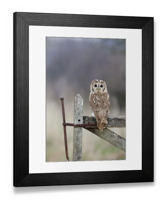 Framed Print : Tawny Owl (Strix aluco) captive, perched on gate, looking backwards over shoulder, UK Framed Print : Tawny Owl (Strix aluco) captive, perched on gate, looking backwards over shoulder, UK
