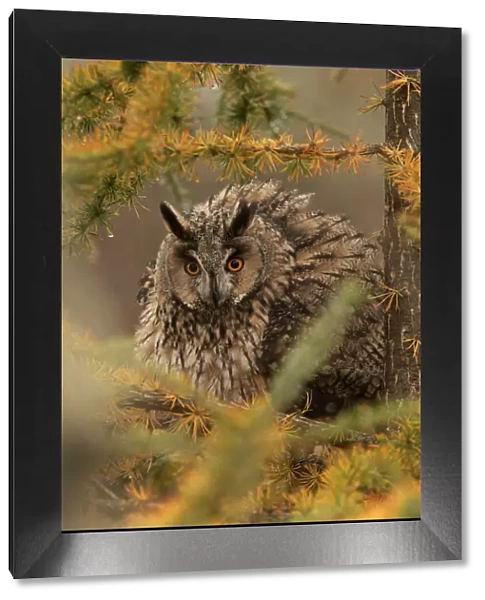 Long-eared owl (Asio otus) in the rain, perched with feathers puffed up, on larch