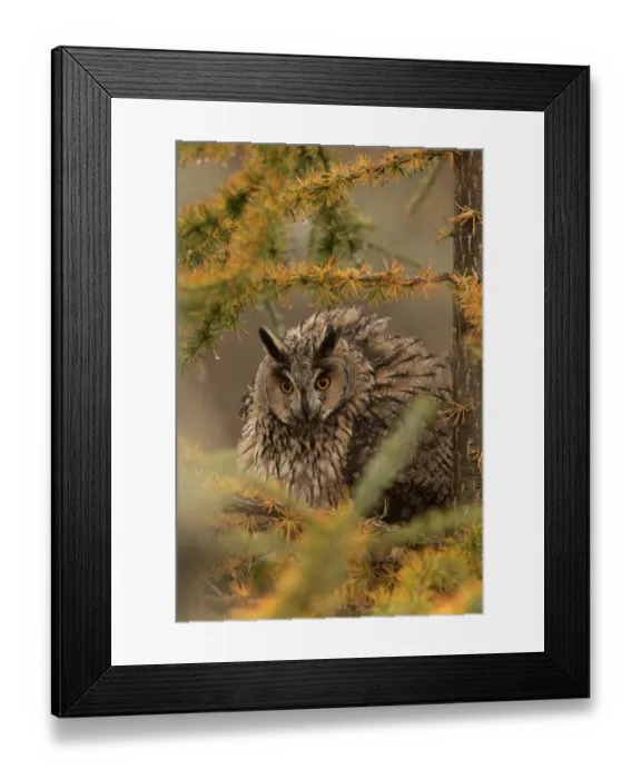 Framed Print : Long-eared owl (Asio otus) in the rain, perched with feathers puffed up, on larch Framed Print : Long-eared owl (Asio otus) in the rain, perched with feathers puffed up, on larch