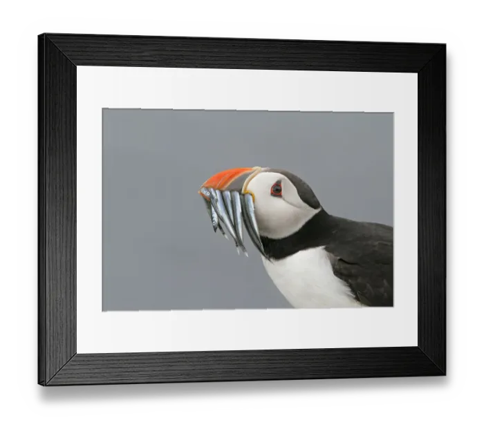 Framed Print : Puffin (Fratercula arctica) portrait with beak full of sand eels, Farne Islands, Northumberland Framed Print : Puffin (Fratercula arctica) portrait with beak full of sand eels, Farne Islands, Northumberland