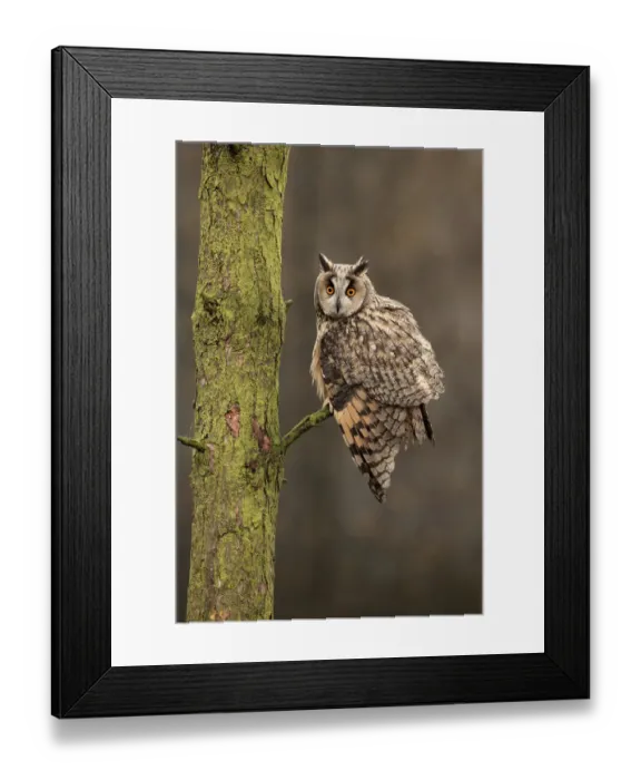 Framed Print : Long-eared owl (Asio otus) on pine tree, captive, Yorkshire, UK Framed Print : Long-eared owl (Asio otus) on pine tree, captive, Yorkshire, UK