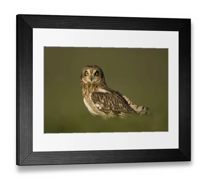 Framed Print : Short-eared owl (Asio flammeus) portrait, UK, captive, December Framed Print : Short-eared owl (Asio flammeus) portrait, UK, captive, December