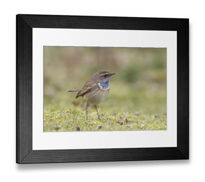 Framed Print : White-spotted bluethroat (Luscinia svecica cyanecula) male in spring, Landguard Framed Print : White-spotted bluethroat (Luscinia svecica cyanecula) male in spring, Landguard