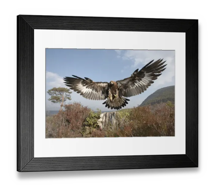 Framed Print : Golden eagle (Aquila chrysaetos) sub-adult male (two years) flying down to take prey Framed Print : Golden eagle (Aquila chrysaetos) sub-adult male (two years) flying down to take prey