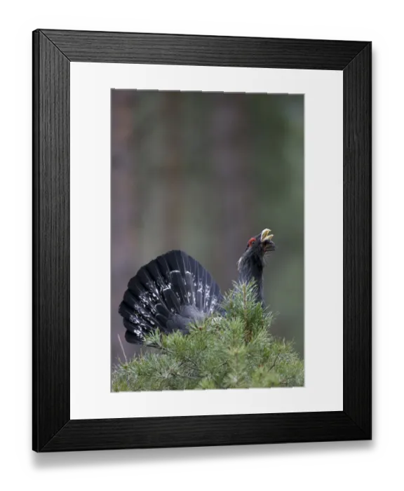 Framed Print : Capercaillie (Tetrao urogallus) male, displaying in pine forest, Cairngorms NP, Scotland Framed Print : Capercaillie (Tetrao urogallus) male, displaying in pine forest, Cairngorms NP, Scotland