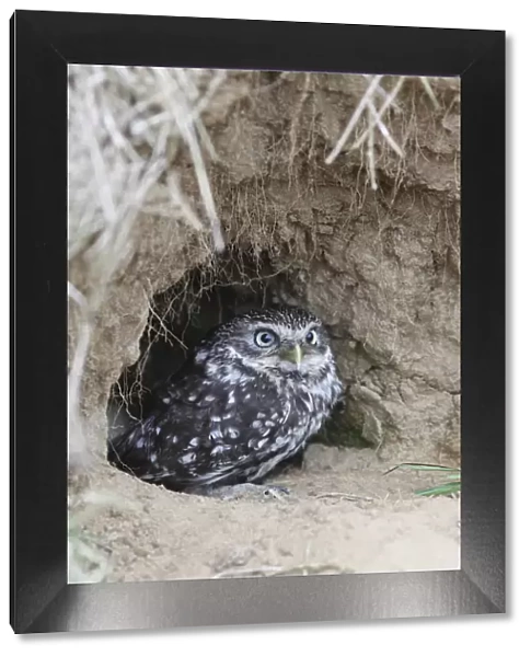 Little owl (Athene noctua) at entrance to nest burrow in old rabbit warren, Wales, UK