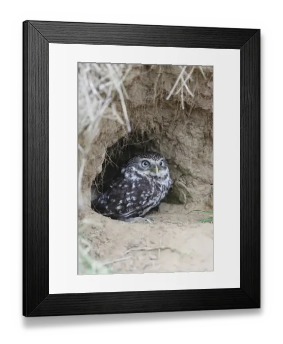 Framed Print : Little owl (Athene noctua) at entrance to nest burrow in old rabbit warren, Wales, UK Framed Print : Little owl (Athene noctua) at entrance to nest burrow in old rabbit warren, Wales, UK