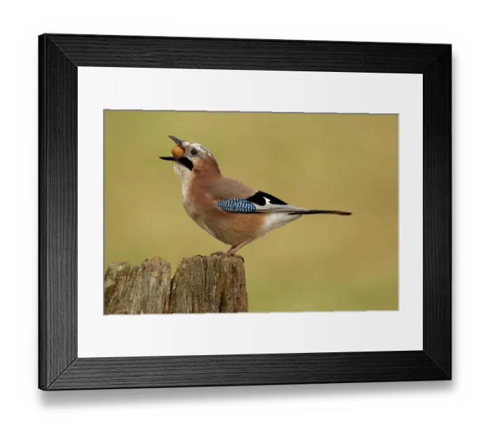 Framed Print : Jay (Garrulus glandarius) feeding on acorn, Warwickshire, UK Framed Print : Jay (Garrulus glandarius) feeding on acorn, Warwickshire, UK
