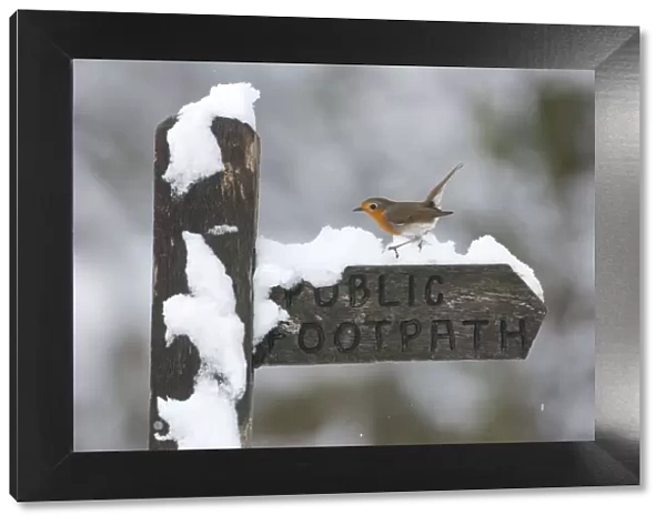 Robin (Erithacus rubecula) perched on snow covered footpath sign, Peak District, England, UK