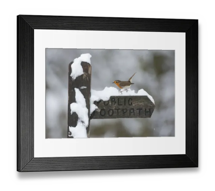 Framed Print : Robin (Erithacus rubecula) perched on snow covered footpath sign, Peak District, England, UK Framed Print : Robin (Erithacus rubecula) perched on snow covered footpath sign, Peak District, England, UK