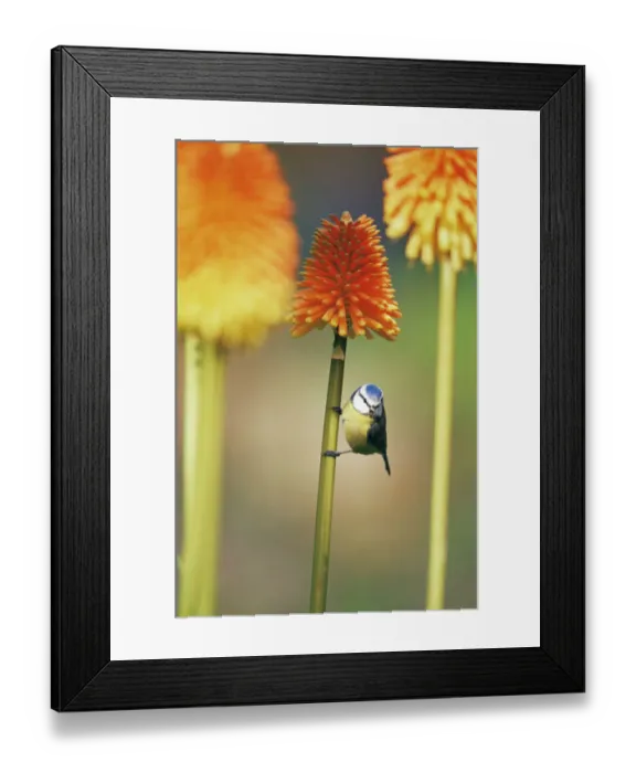 Framed Print : Blue tit {Parus caeruleus} on Red hot poker flower, UK Framed Print : Blue tit {Parus caeruleus} on Red hot poker flower, UK