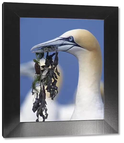 Northern gannet (Morus bassanus) gathering nesting material, Bass Rock, Firth of Forth