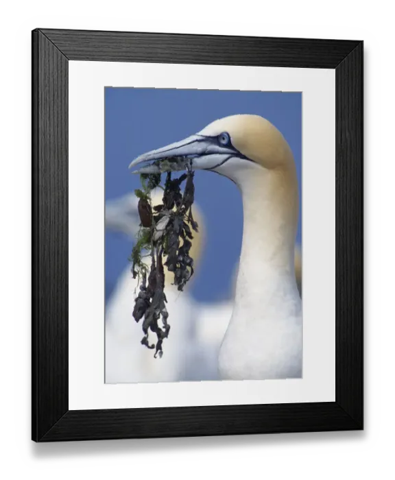 Framed Print : Northern gannet (Morus bassanus) gathering nesting material, Bass Rock, Firth of Forth Framed Print : Northern gannet (Morus bassanus) gathering nesting material, Bass Rock, Firth of Forth