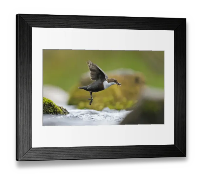 Framed Print : Dipper (Cinclus cinclus) flying low over fast flowing river, carrying prey in beack, for chicks Framed Print : Dipper (Cinclus cinclus) flying low over fast flowing river, carrying prey in beack, for chicks
