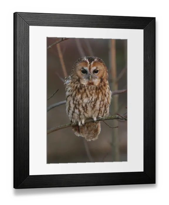 Framed Print : Tawny eagle {Aquila rapax} perched on a tree, captive. UK Framed Print : Tawny eagle {Aquila rapax} perched on a tree, captive. UK