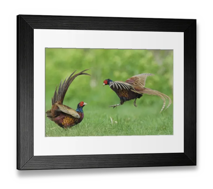 Framed Print : Pheasant {Phasianus colchicus} males fighting over territory, Norfolk, UK Framed Print : Pheasant {Phasianus colchicus} males fighting over territory, Norfolk, UK