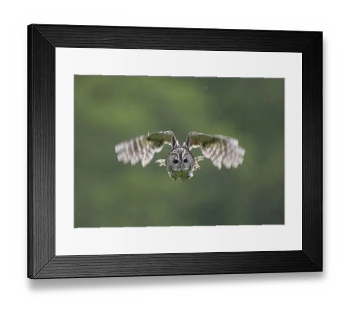 Framed Print : Tawny Owl (Strix aluco) hunting, Cairngorms NP, Scotland, UK