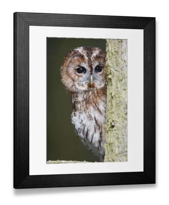 Framed Print : Tawny owl (Strix aluco) looking round side of tree trunk, Wales, UK Framed Print : Tawny owl (Strix aluco) looking round side of tree trunk, Wales, UK