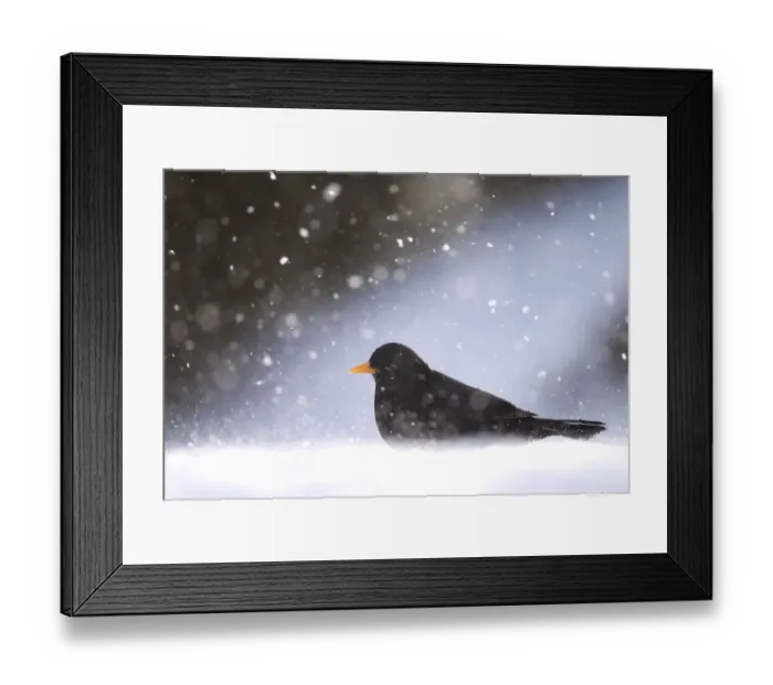 Framed Print : Blackbird (Turdus merula) male foraging on snow covered ground, during a blizzard
