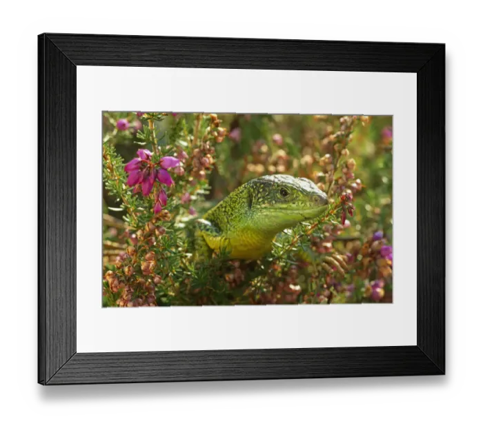 Framed Print : Green lizard {Lacerta viridis} amongst Heather, UK, captive Framed Print : Green lizard {Lacerta viridis} amongst Heather, UK, captive