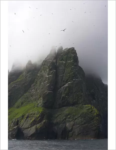 Northern gannet (Morus bassanus) colony with low clouds over cliff top, St Kilda