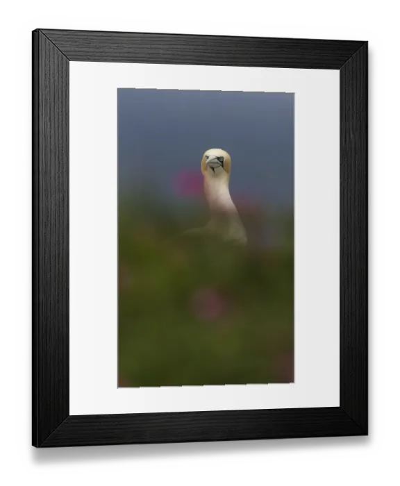 Framed Print : Gannet (Morus bassanus) on coastline, with flowering Sea thrift (Ameria maritima) in foreground Framed Print : Gannet (Morus bassanus) on coastline, with flowering Sea thrift (Ameria maritima) in foreground
