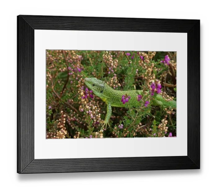 Framed Print : Green lizard {Lacerta viridis} amongst Heather, UK, captive Framed Print : Green lizard {Lacerta viridis} amongst Heather, UK, captive