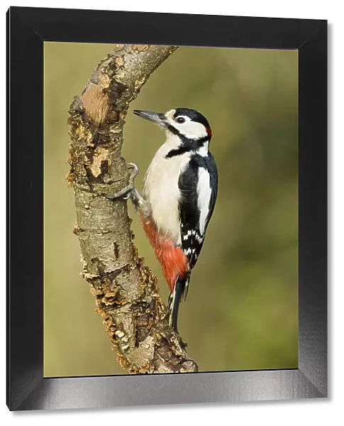 Great spotted woodpecker (Dendrocopus major) Male on branch, Hertfordshire, UK, England