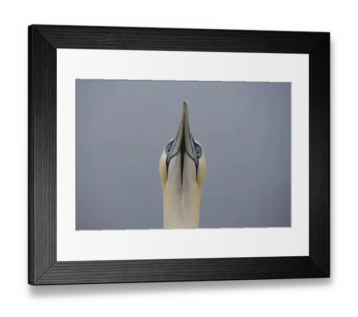 Framed Print : Northern gannet {Morus bassanus} head portrait, Bass rock, Scotland, UK Framed Print : Northern gannet {Morus bassanus} head portrait, Bass rock, Scotland, UK