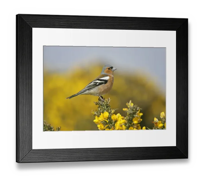 Framed Print : Male Chaffinch (Fringilla coelebs) perched on Gorse, Suffolk, UK, April Framed Print : Male Chaffinch (Fringilla coelebs) perched on Gorse, Suffolk, UK, April