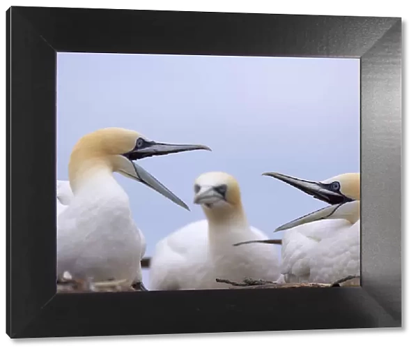 Two Gannets (Morus bassanus) squabbling, watched by another in the background