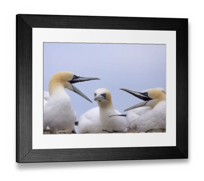 Framed Print : Two Gannets (Morus bassanus) squabbling, watched by another in the background Framed Print : Two Gannets (Morus bassanus) squabbling, watched by another in the background