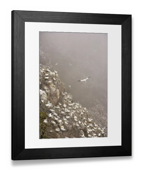 Framed Print : Northern gannet (Morus bassanus) colony in mist, Hermaness, Shetland Isles, Scotland Framed Print : Northern gannet (Morus bassanus) colony in mist, Hermaness, Shetland Isles, Scotland