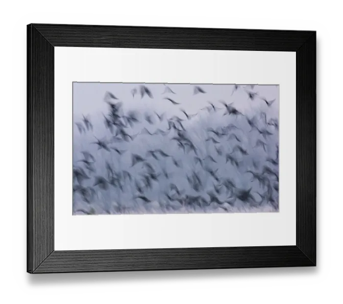 Framed Print : Jackdaws (Corvus monedula) and Rooks (Corvus frugilegus) mixed winter flock taking Framed Print : Jackdaws (Corvus monedula) and Rooks (Corvus frugilegus) mixed winter flock taking
