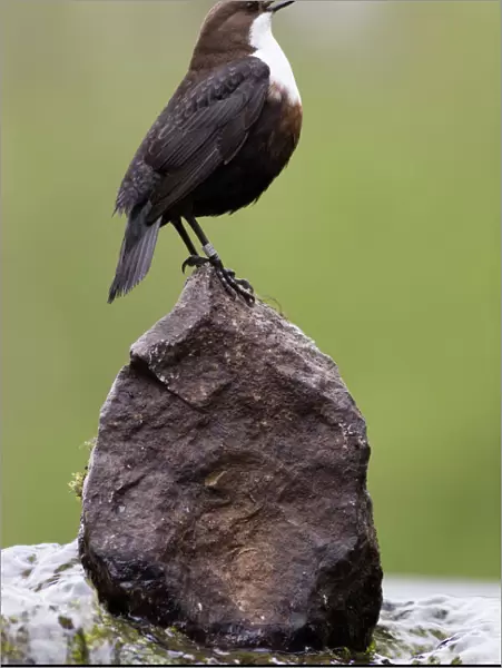 Dipper (Cinclus cinclus) singing from prominent rock in breeding season, Derbyshire, UK