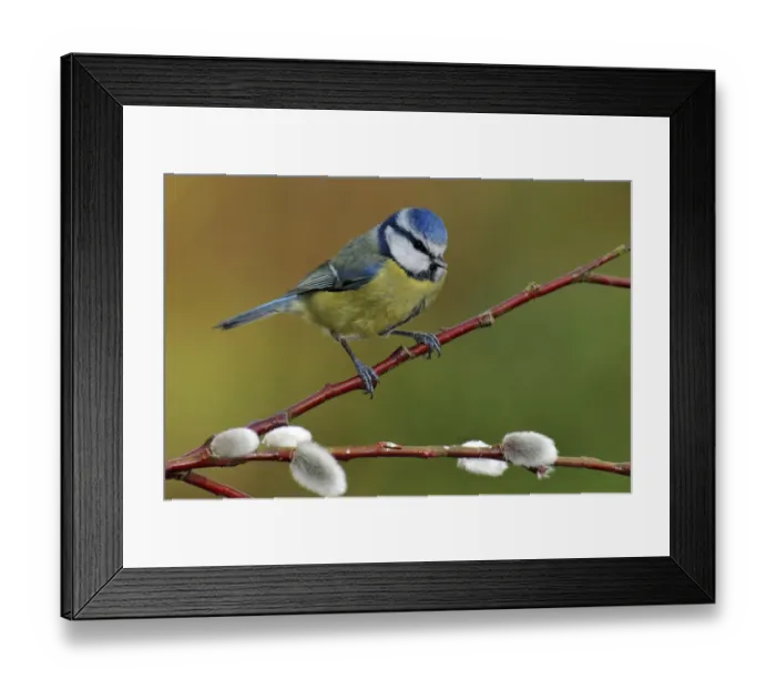 Framed Print : Blue tit (Parus caeruleus) perched among Pussy willow, West Sussex, England, UK Framed Print : Blue tit (Parus caeruleus) perched among Pussy willow, West Sussex, England, UK