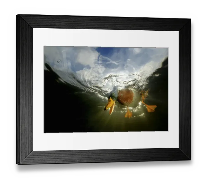 Framed Print : Mallard {Anas platyrhynchos} looking down from the water surface, view from underwater Framed Print : Mallard {Anas platyrhynchos} looking down from the water surface, view from underwater